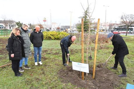 Puszta szil jelképezi Székesfehérvár kiváló szereplését a Virágos Magyarország mozgalomban